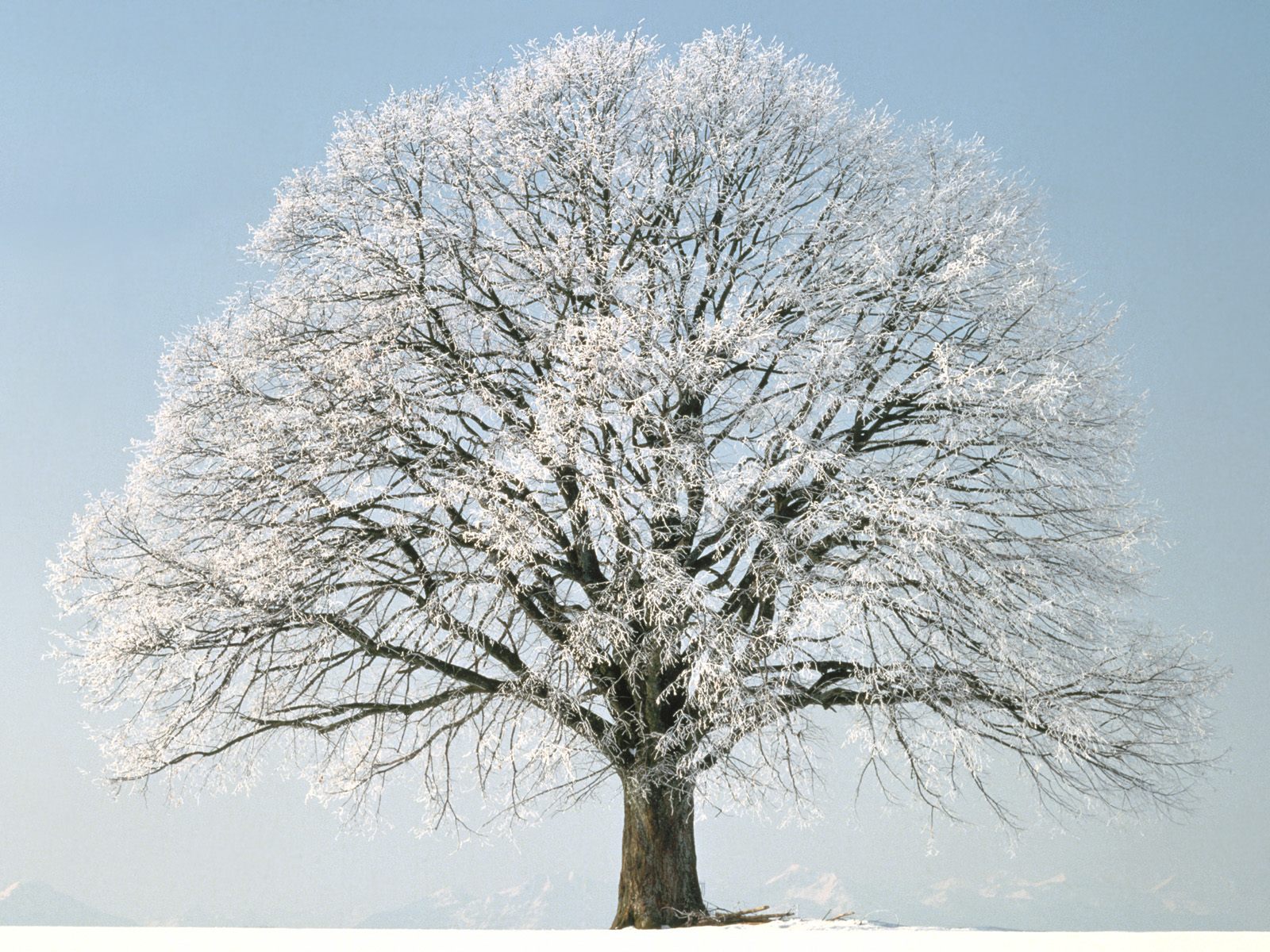 Большое пушистое дерево в снегу Природа картинки, обои рабочий стол