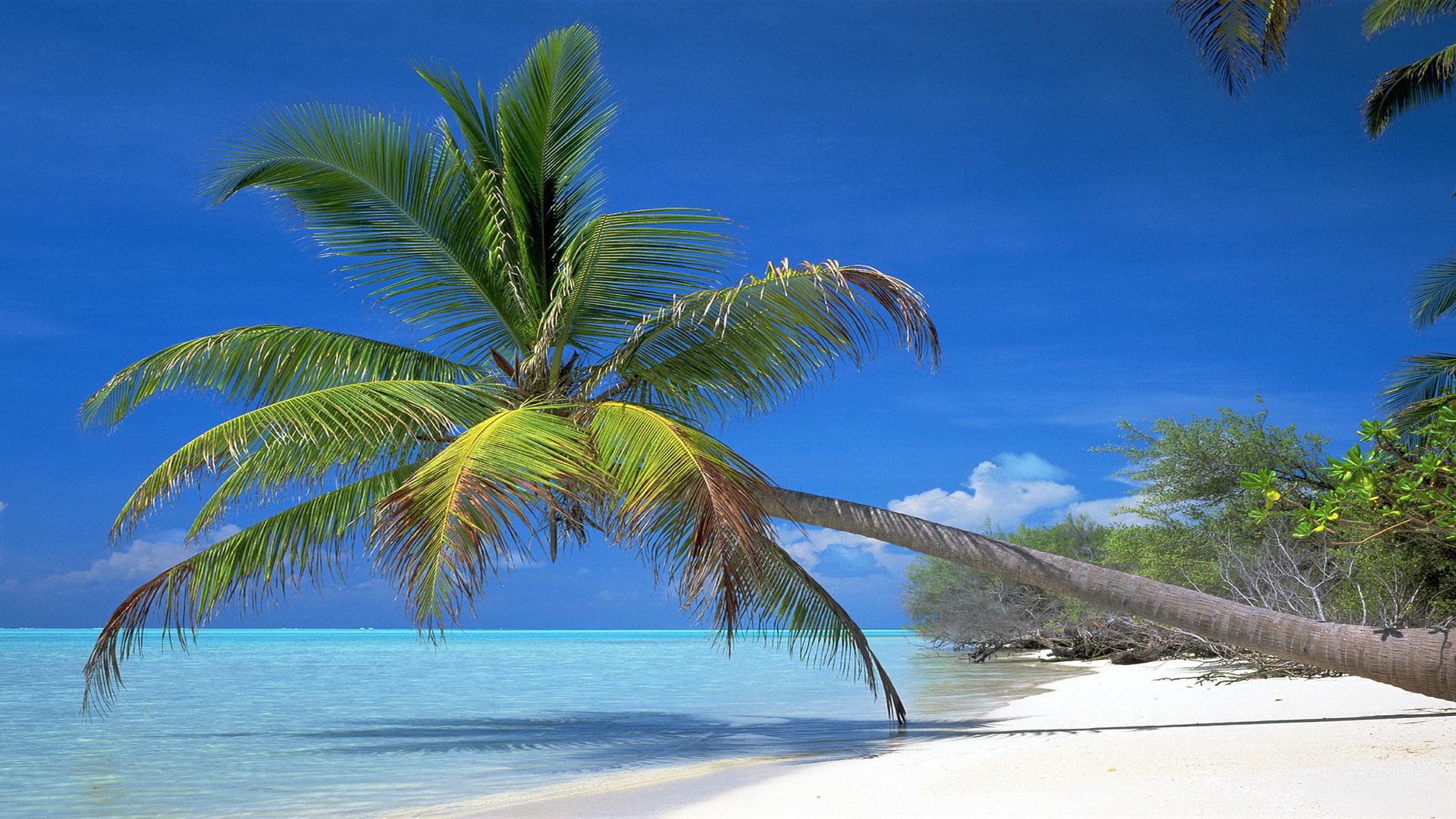 Пальма, остров, песок, море, тень Природа картинки, обои рабочий стол