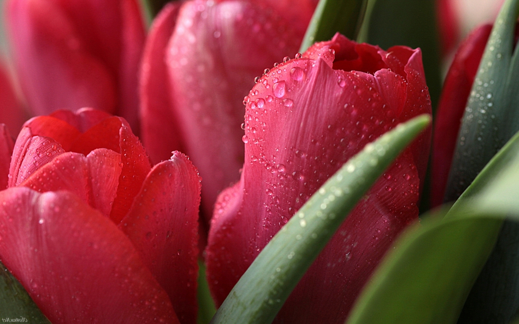 Красные тюльпаны, весна, макро, капли Природа картинки, обои рабочий стол