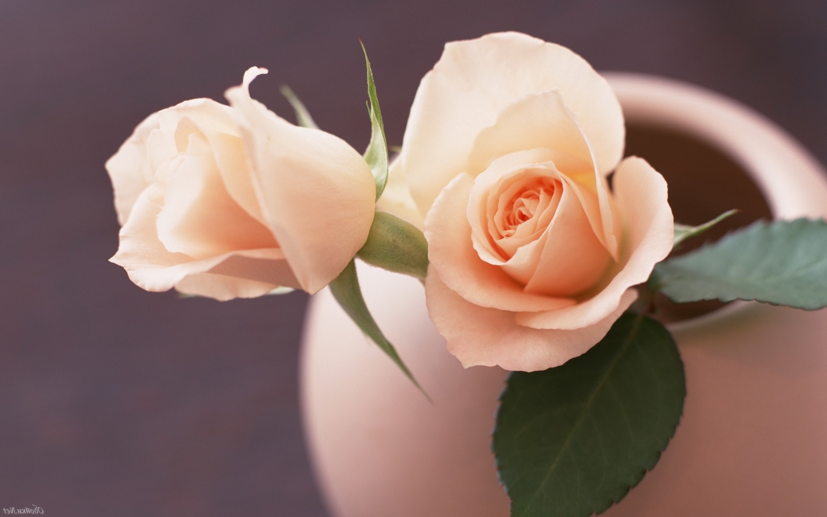Розы, милые, цветы Природа картинки, обои рабочий стол