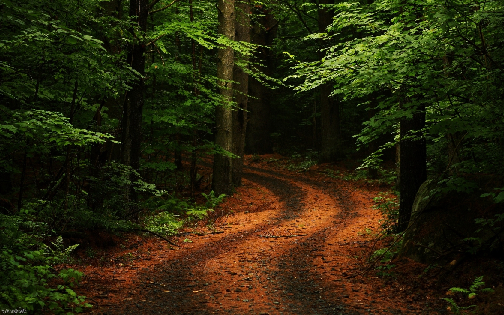 Темная дорога в лес Природа картинки, обои рабочий стол