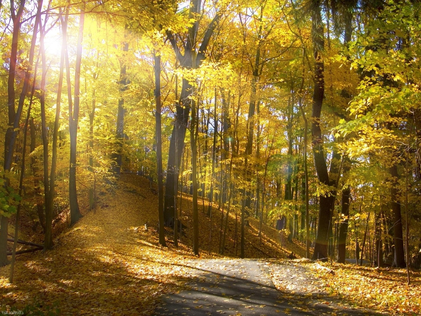 Осенний пейзаж, золотые деревья Природа картинки, обои рабочий стол