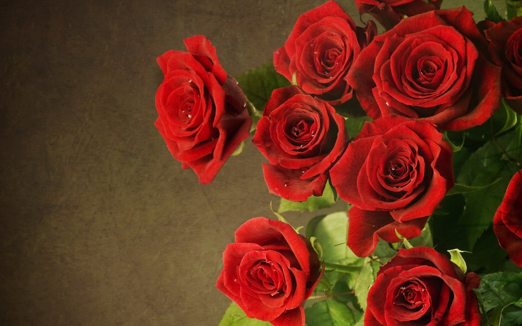 Букет красных бархатных роз Природа картинки, обои рабочий стол