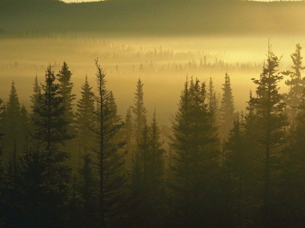 Лес, ели, вершины, туман Природа картинки, обои рабочий стол