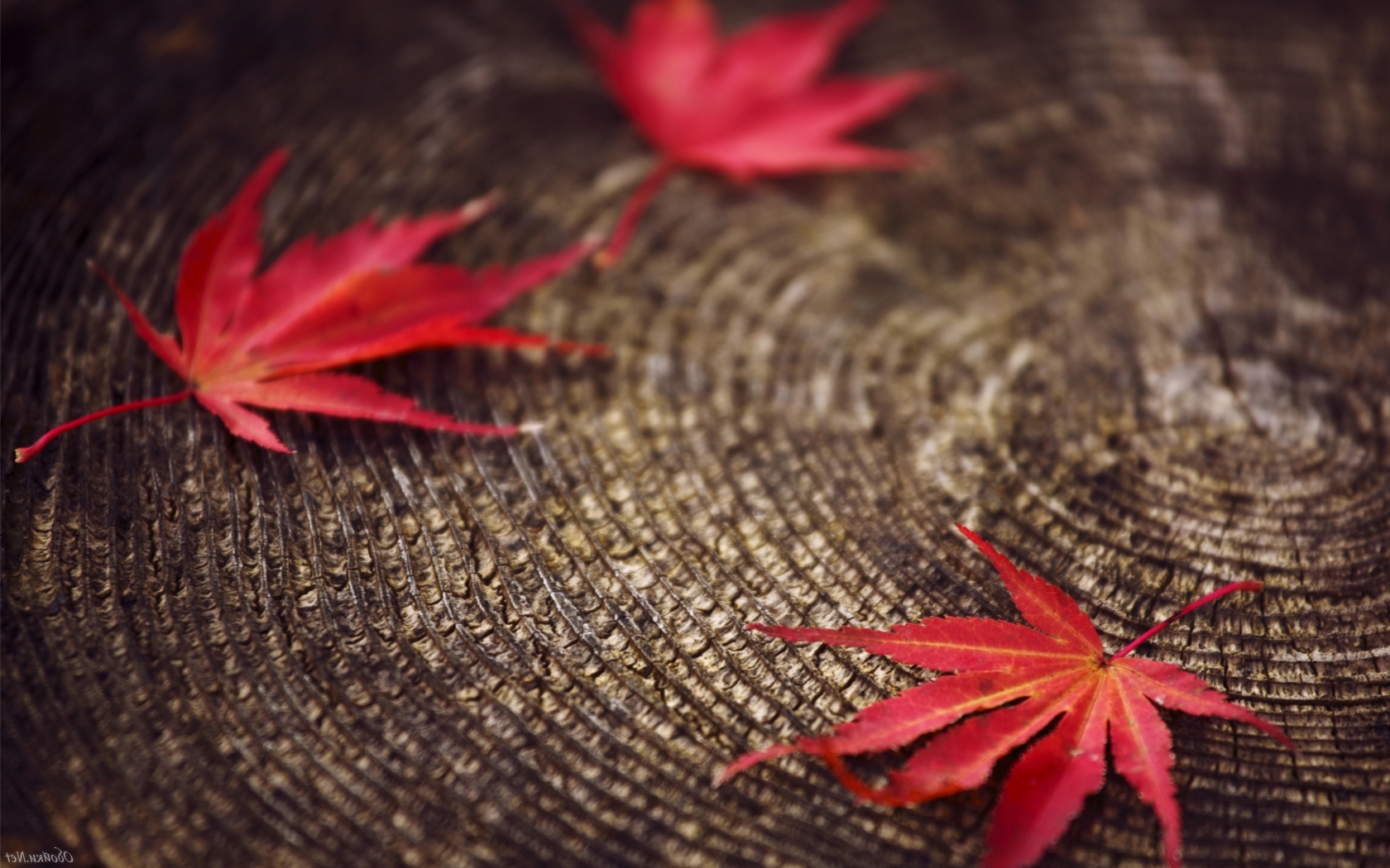 Осенние листья на пеньке Природа картинки, обои рабочий стол