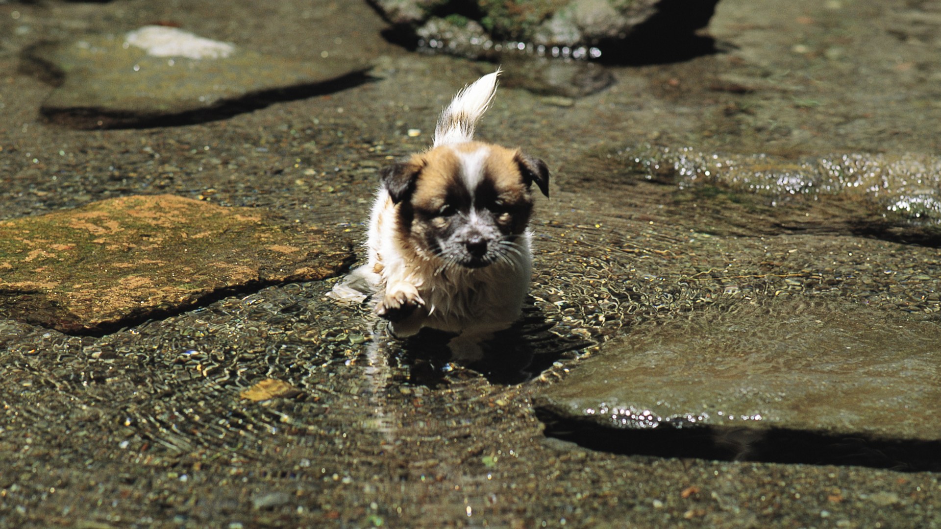 Мокрый щенок в воде Собаки картинки, обои рабочий стол