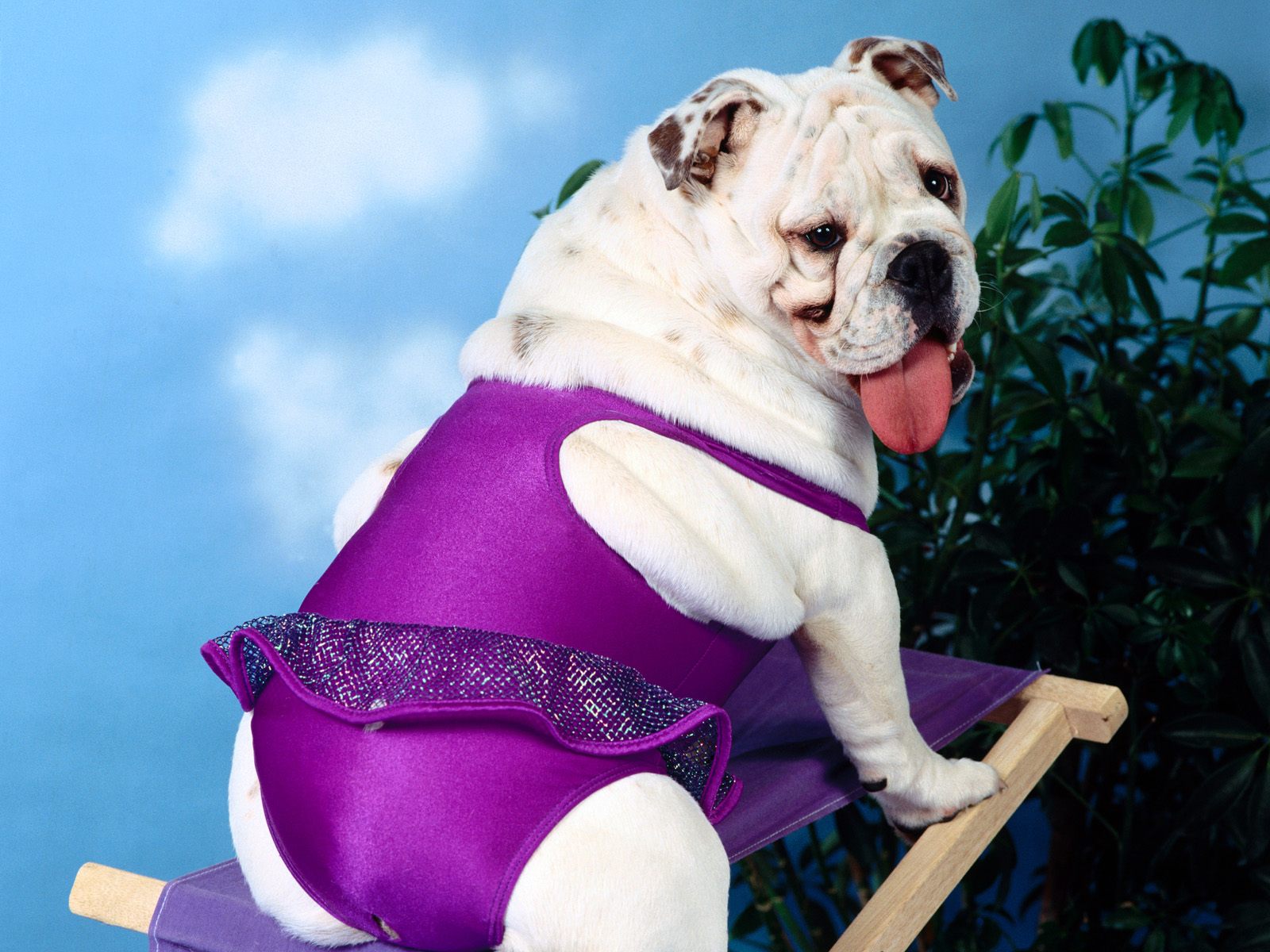 Белая собачка в фиолетовом купальнике Собаки картинки, обои рабочий стол