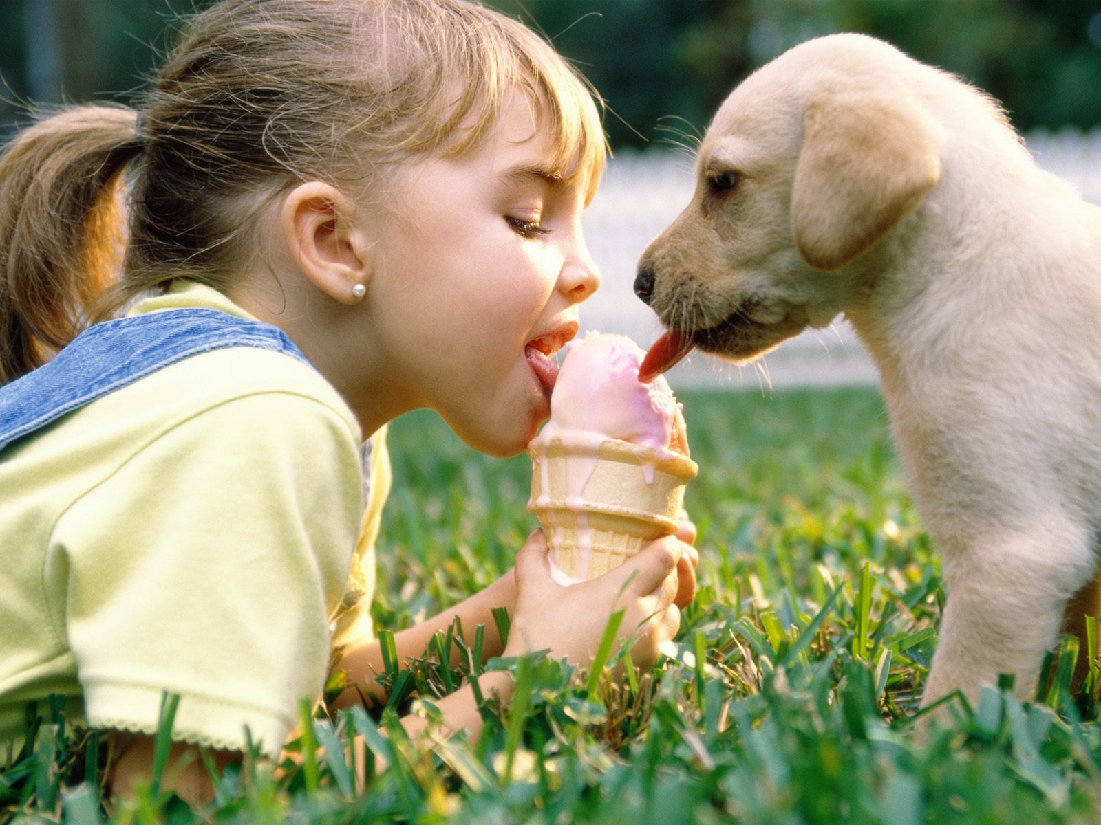 Ребенок и щенок едят мороженое вместе Собаки картинки, обои рабочий стол