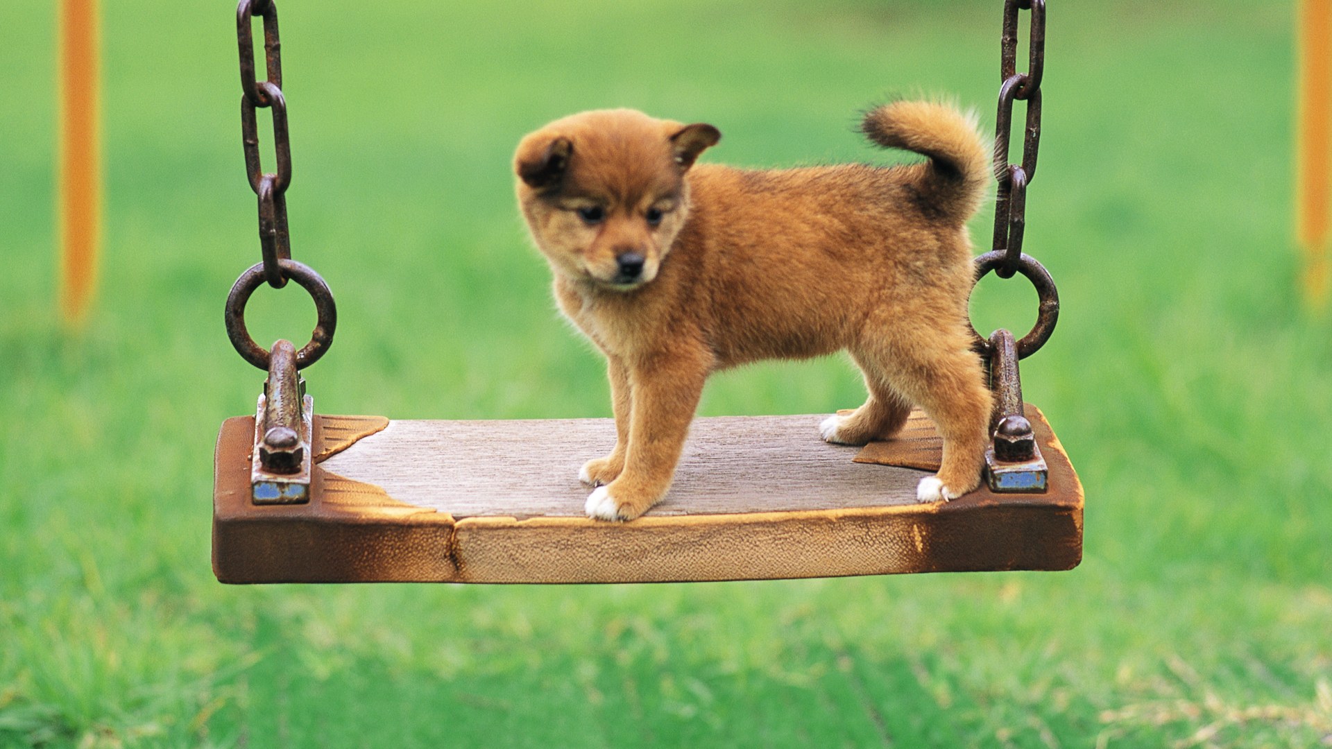 Рыжий щенок на качелях Собаки картинки, обои рабочий стол