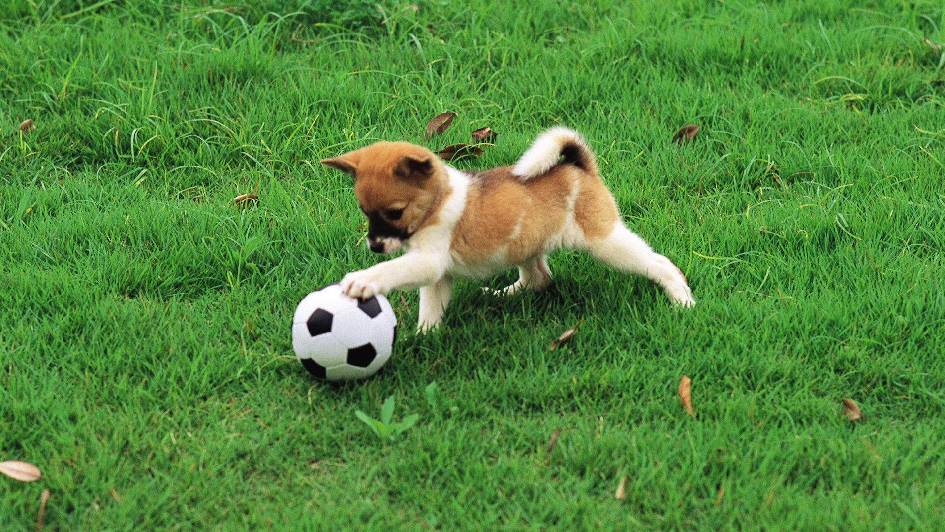Щенок играет с футбольным мячом Собаки картинки, обои рабочий стол
