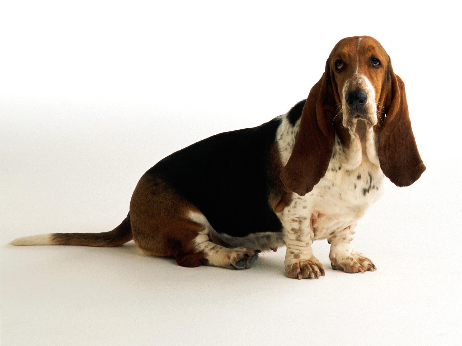 Грустный взгляд собачки породы бассет-хаунд Собаки картинки, обои рабочий стол