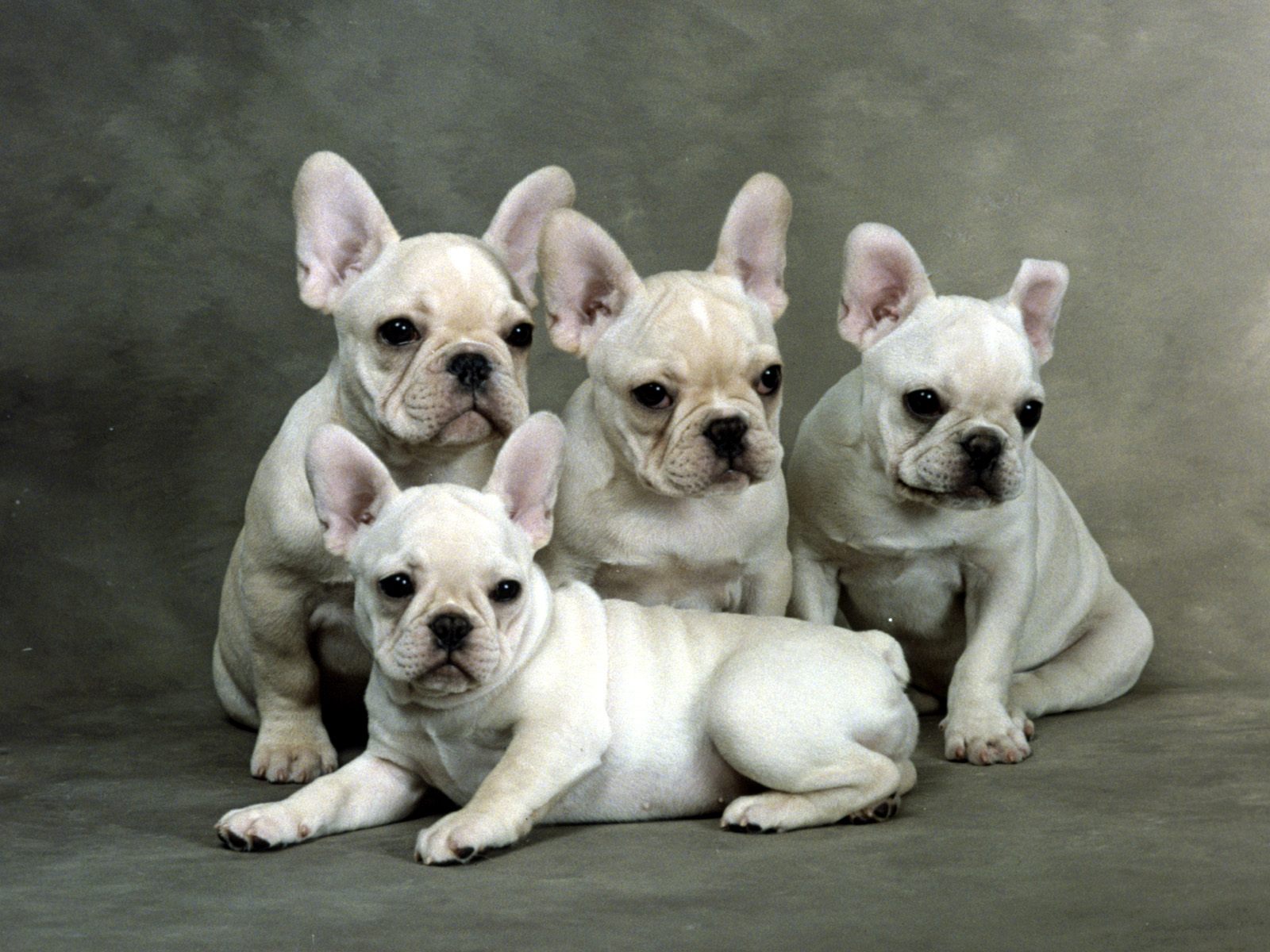 4 белых маленьких щеночка французкого бульдога Собаки картинки, обои рабочий стол