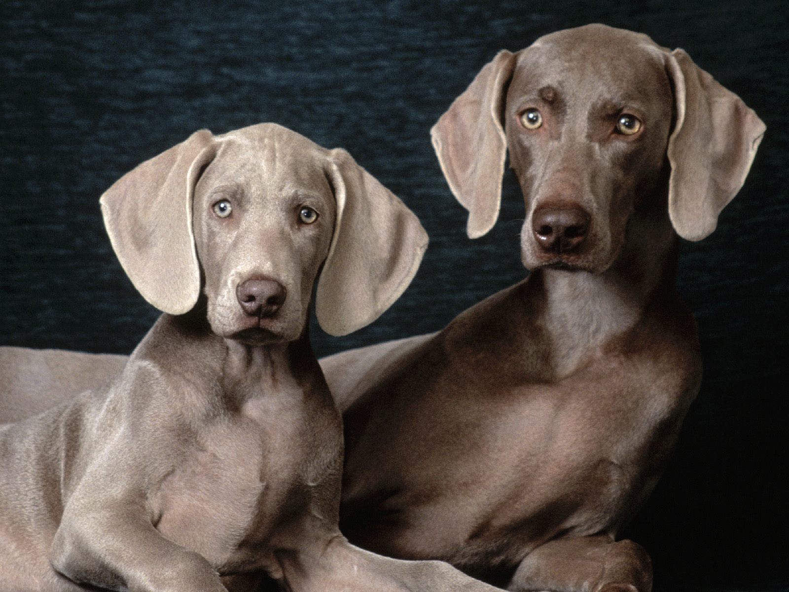 Собаки братья двойняшки чемпионы Собаки картинки, обои рабочий стол