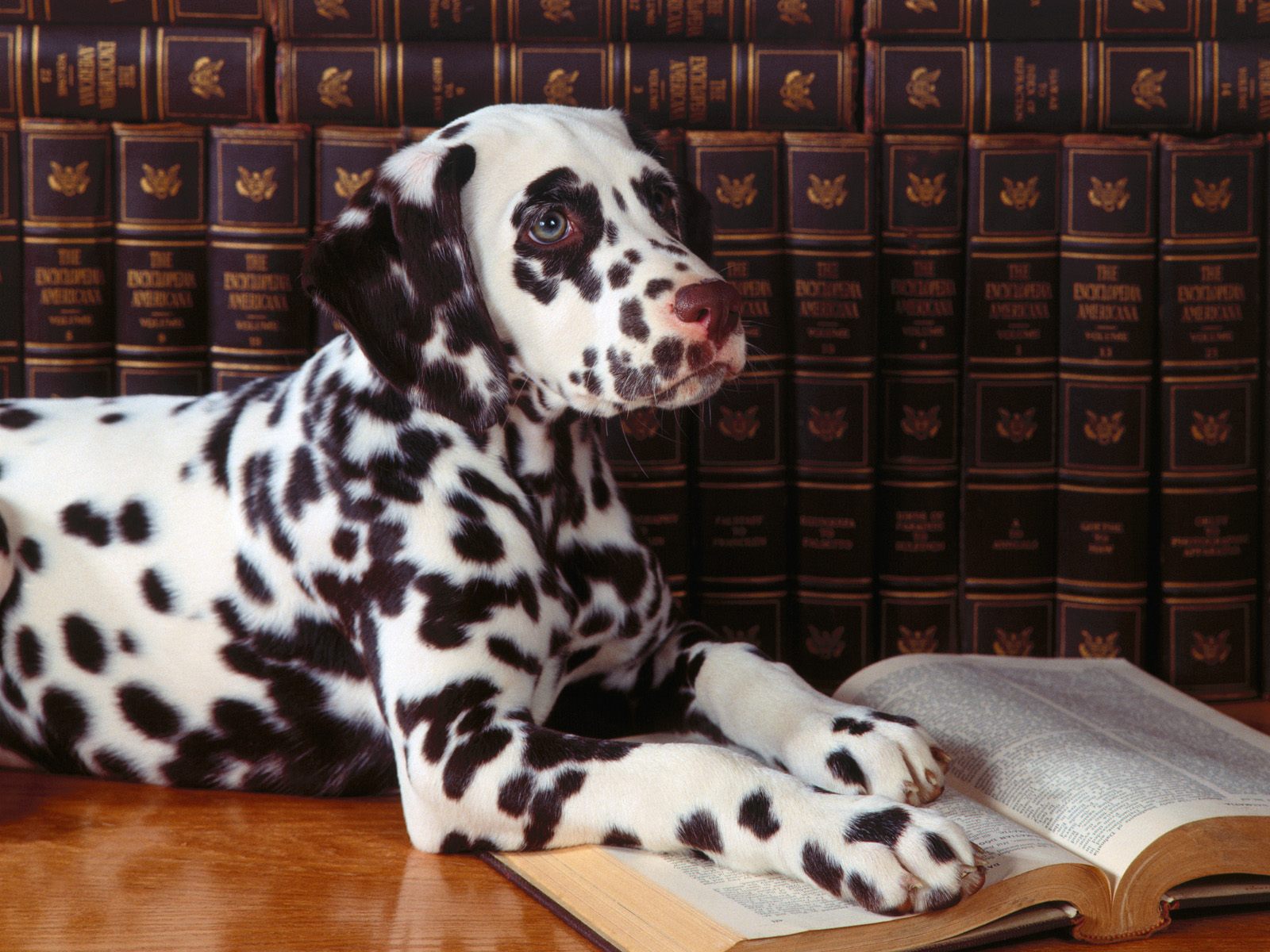 Умный щенок долматинец читает книги Собаки картинки, обои рабочий стол