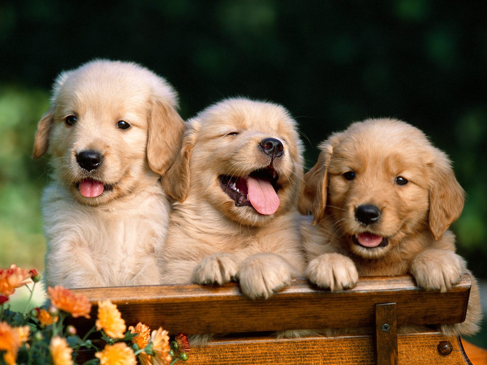 Три маленьких щенка на лавочке Собаки картинки, обои рабочий стол