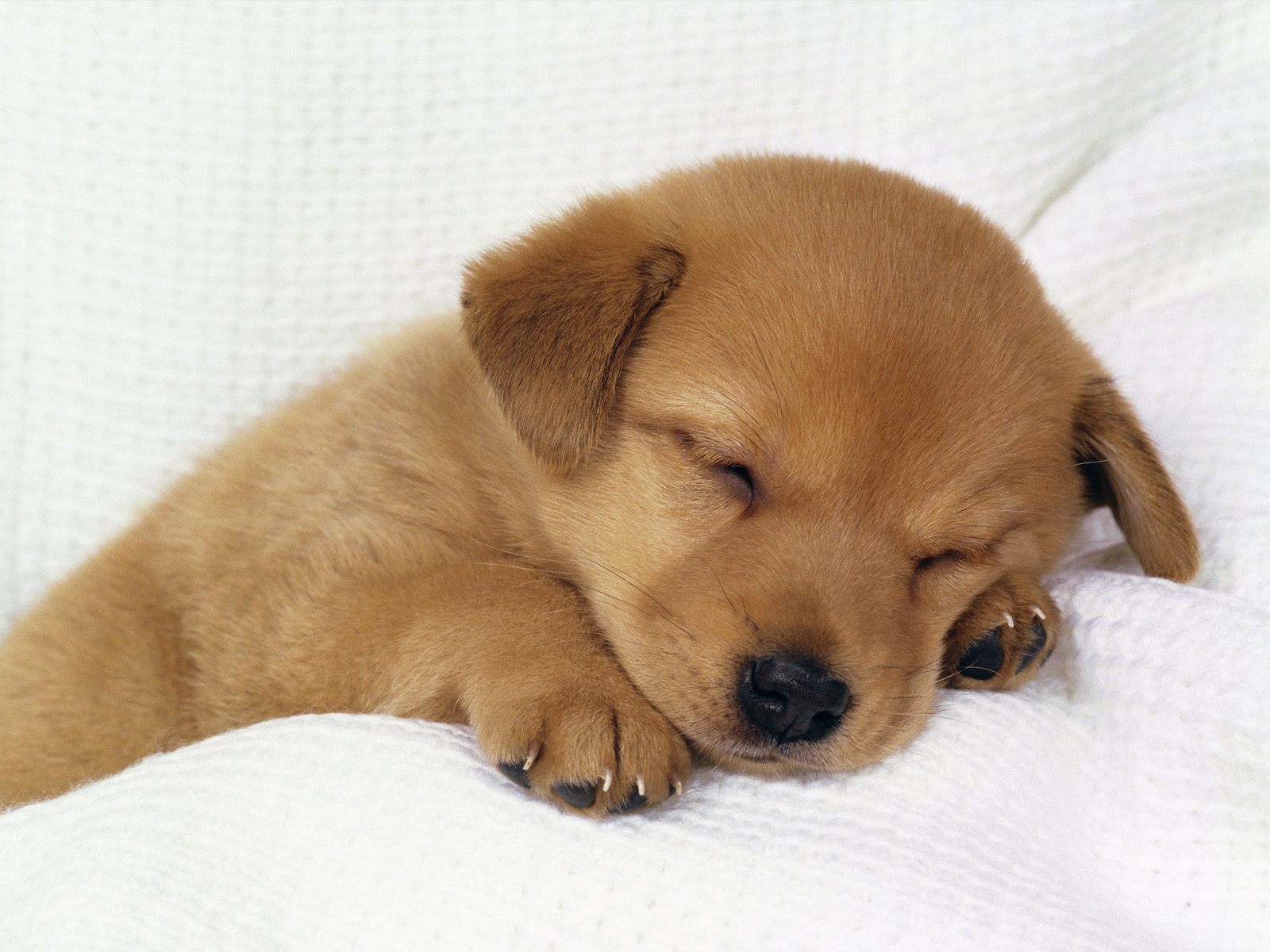 Милый маленький щенок спит на подушке Собаки картинки, обои рабочий стол