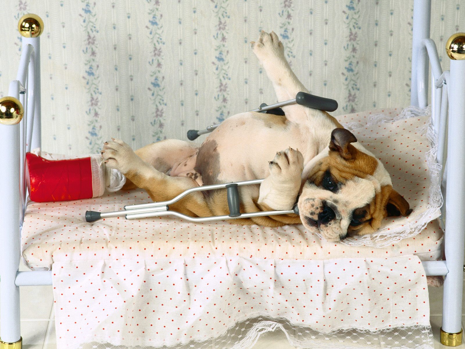 Собака инвалид со сломанной ногой в кровати Собаки картинки, обои рабочий стол