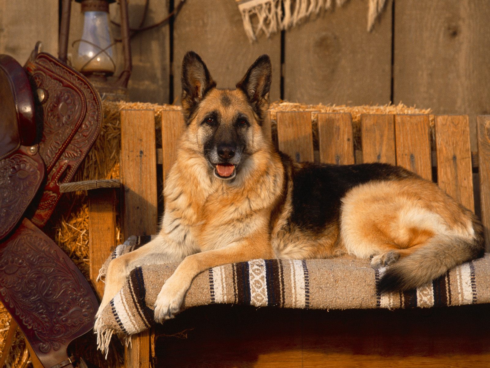 Любимая всеми верная немецкая овчарка Собаки картинки, обои рабочий стол
