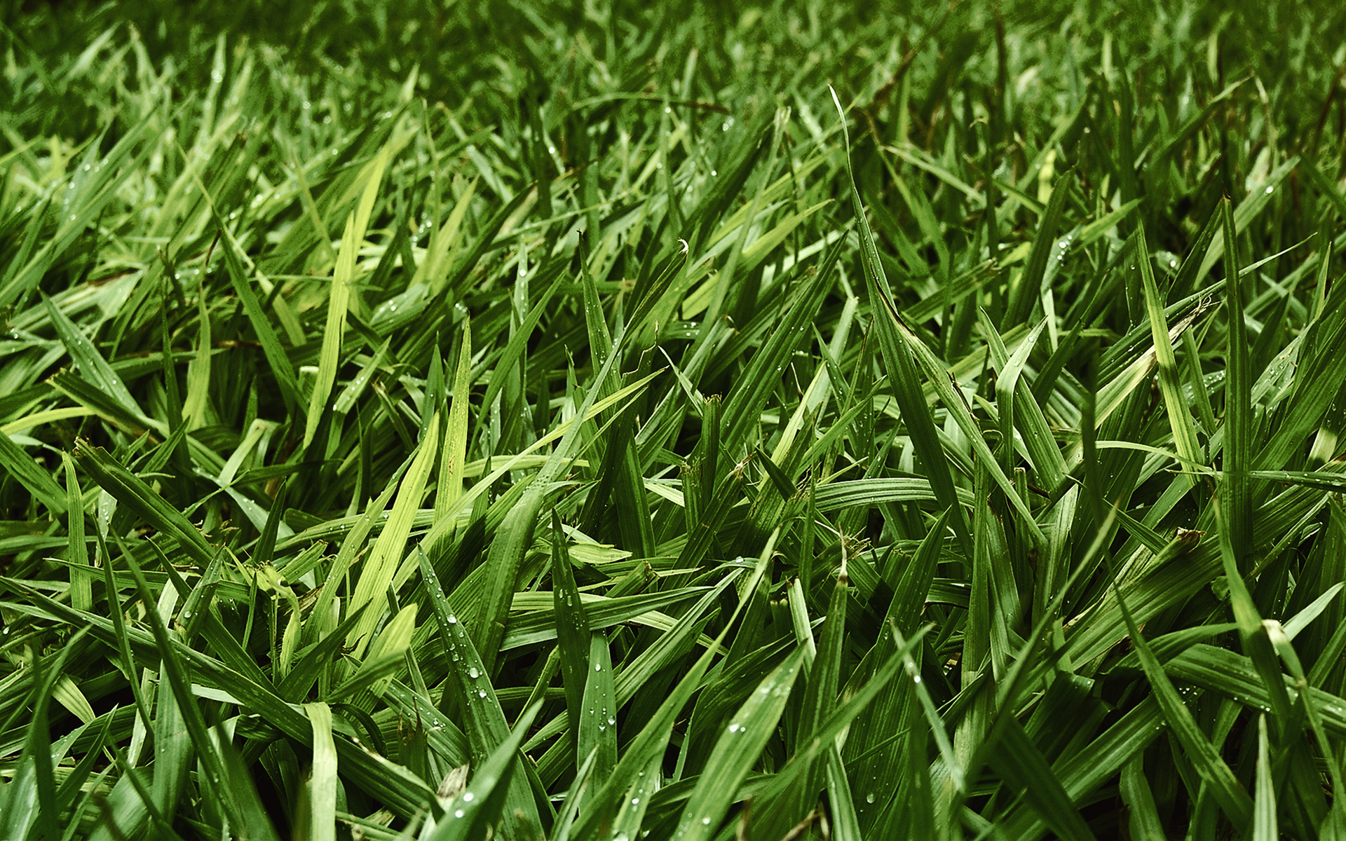 трава, роса, зелень Текстуры картинки, обои рабочий стол