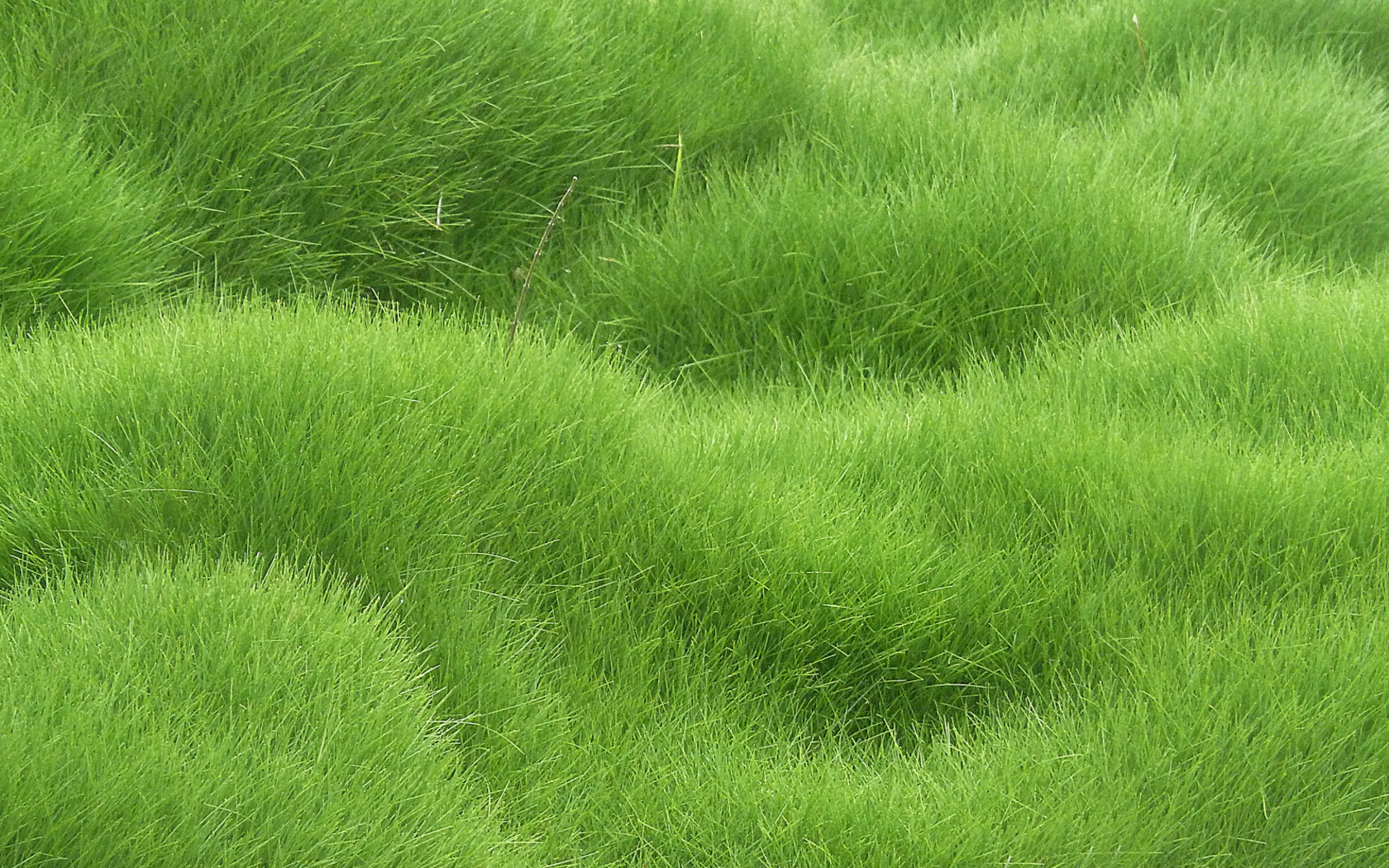 текстура, мох, зелень Текстуры картинки, обои рабочий стол