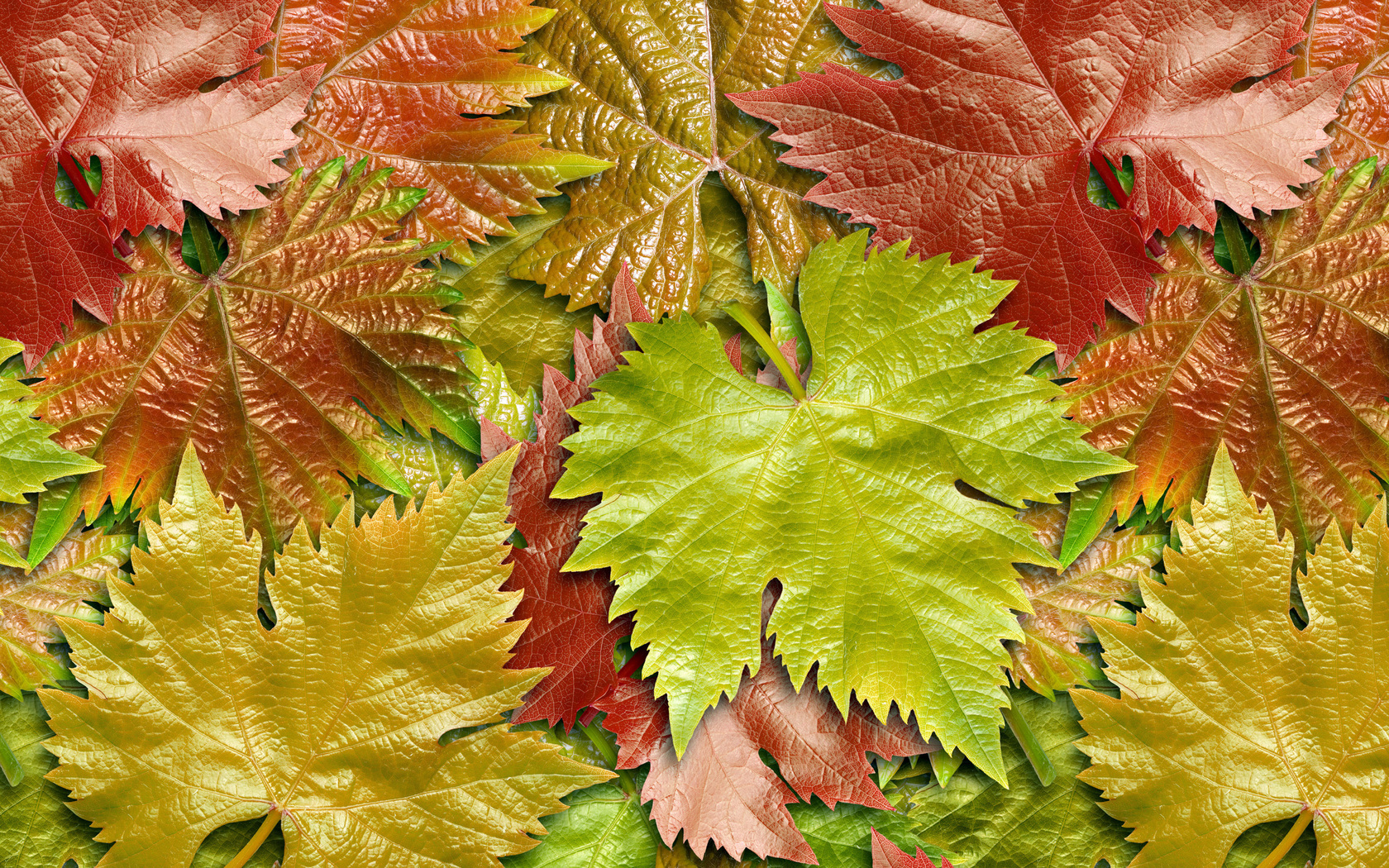 листья, виноград, осень Текстуры картинки, обои рабочий стол