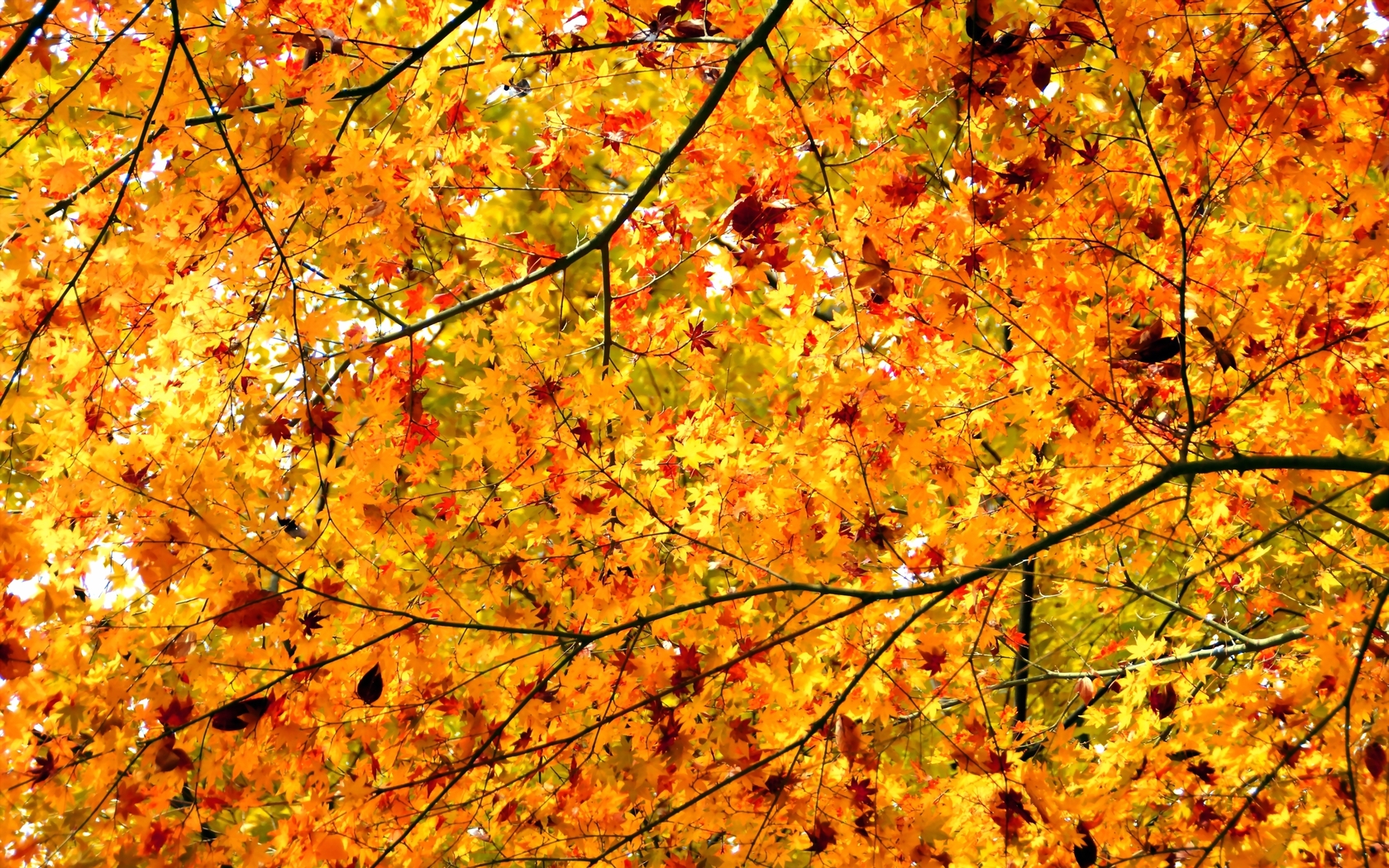 ветки, листья, осень, дерево, клен, крона Текстуры картинки, обои рабочий стол