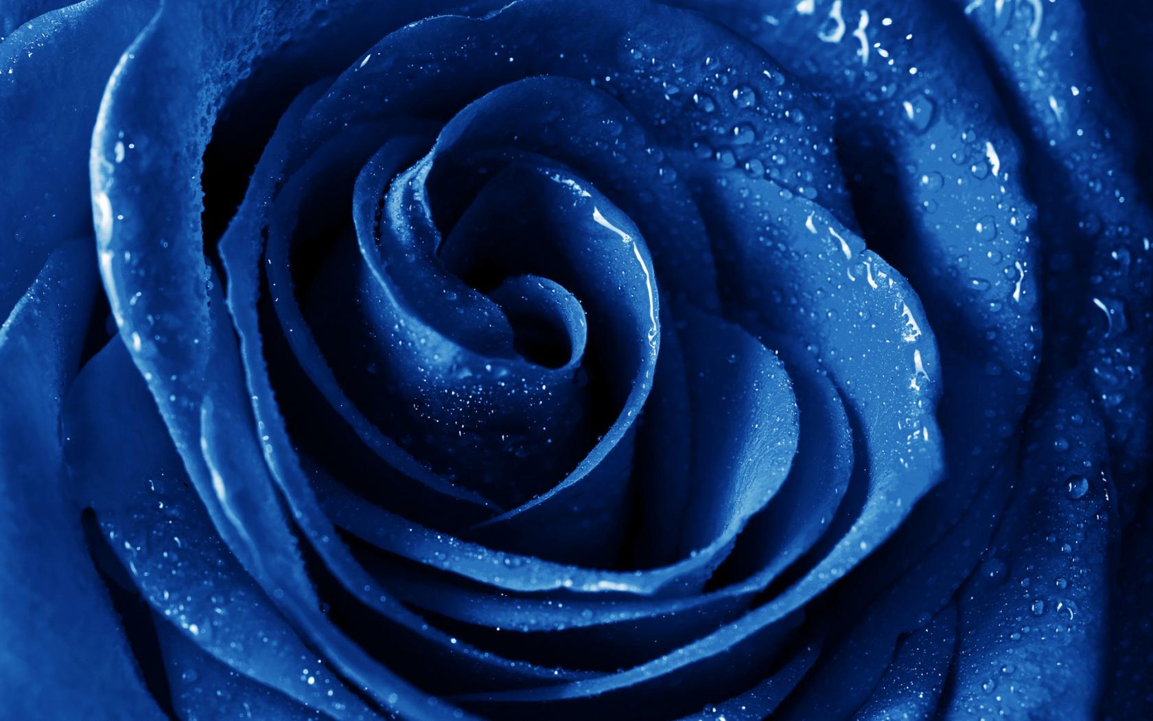 Цветок, роза, синий, капли, макро Цветы картинки, обои рабочий стол