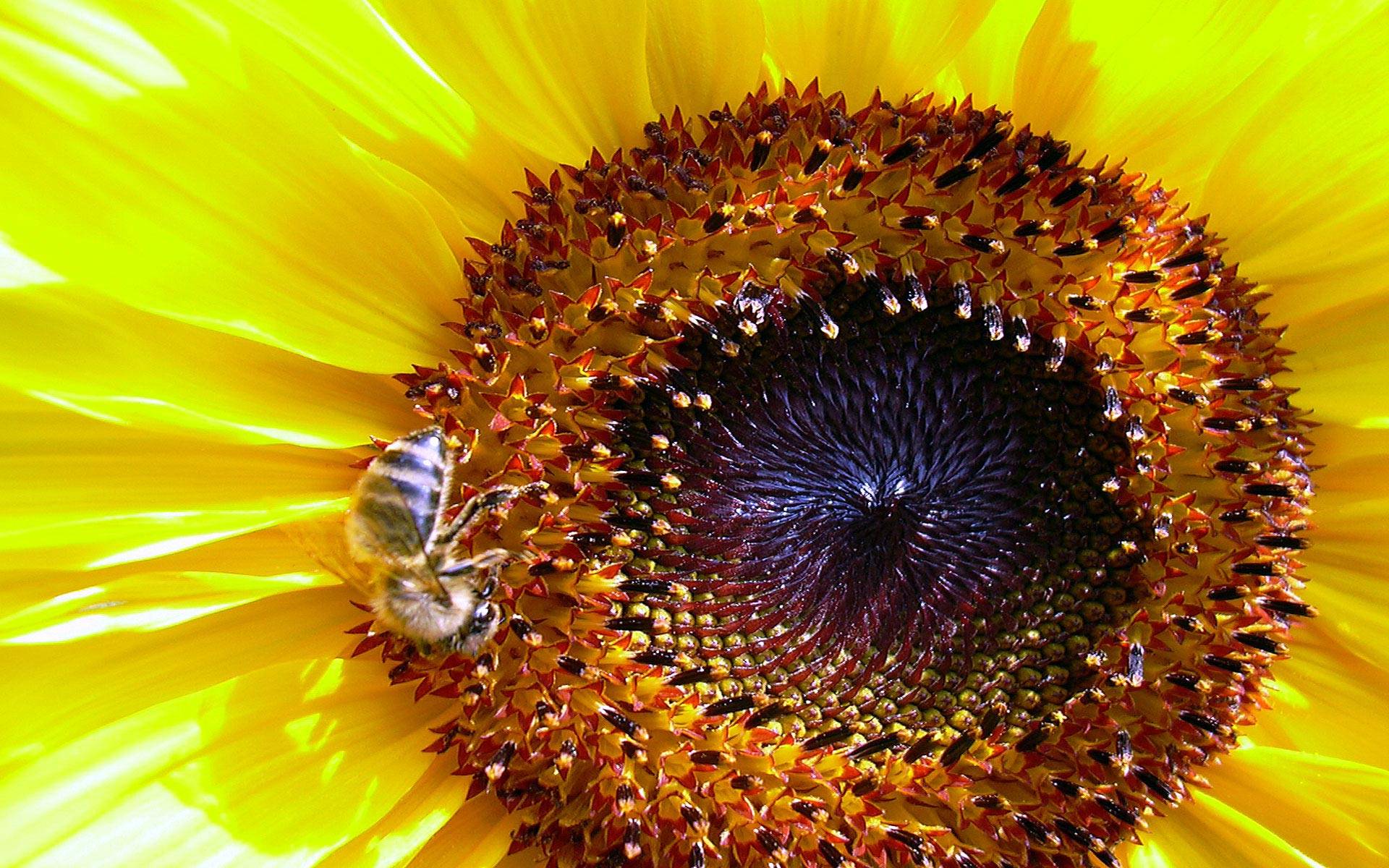 Пчела на подсолнухе Цветы картинки, обои рабочий стол