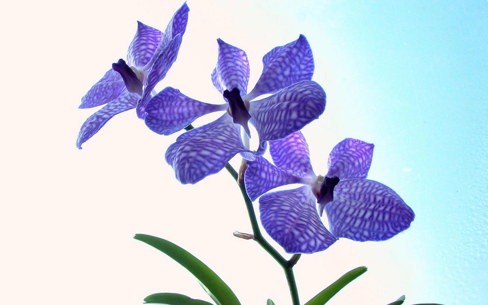 Фиолетовая орхидея Цветы картинки, обои рабочий стол