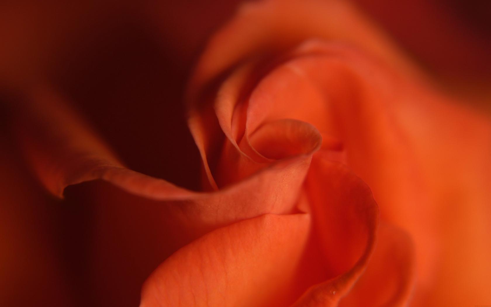 Лепестки красной розы Цветы картинки, обои рабочий стол