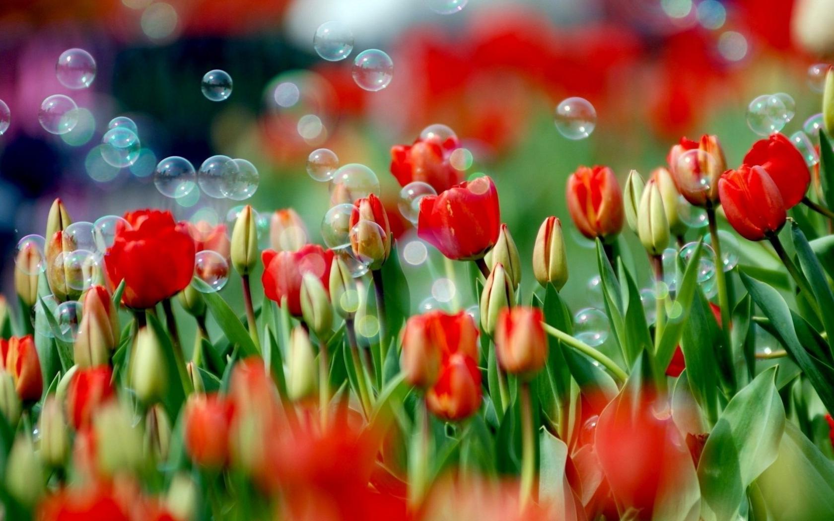 Тюльпаны, пузыри Цветы картинки, обои рабочий стол
