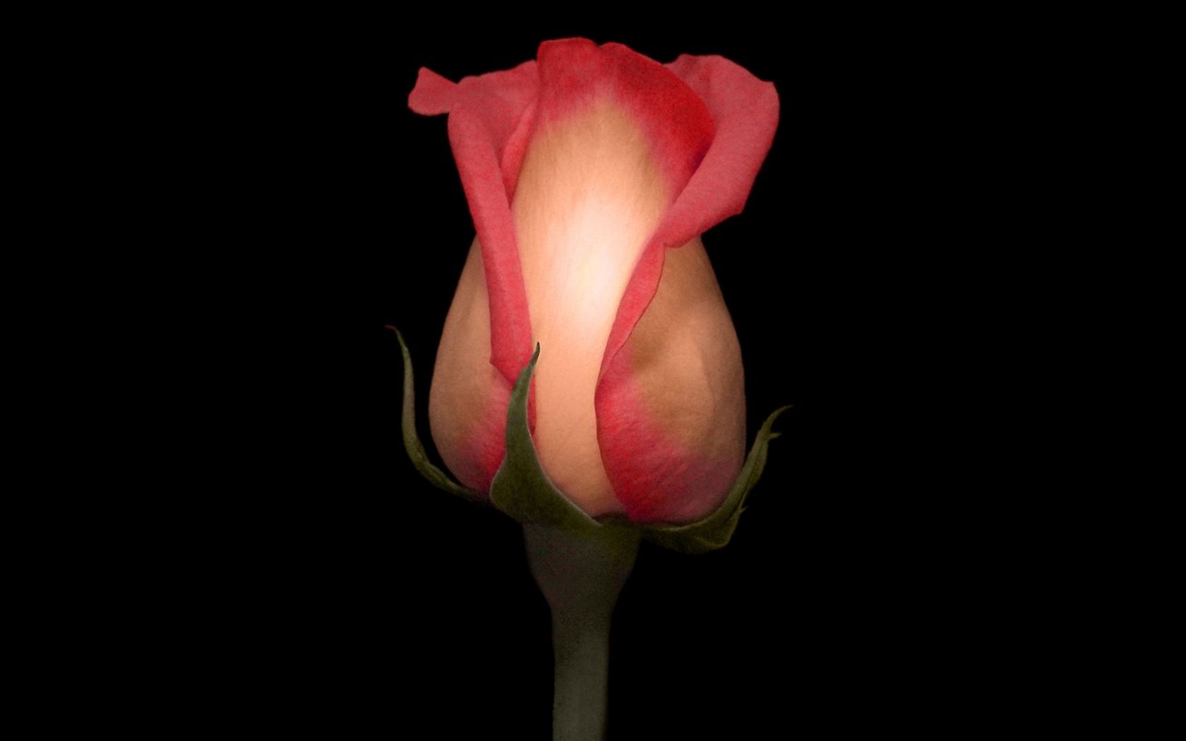 Розовая роза Цветы картинки, обои рабочий стол