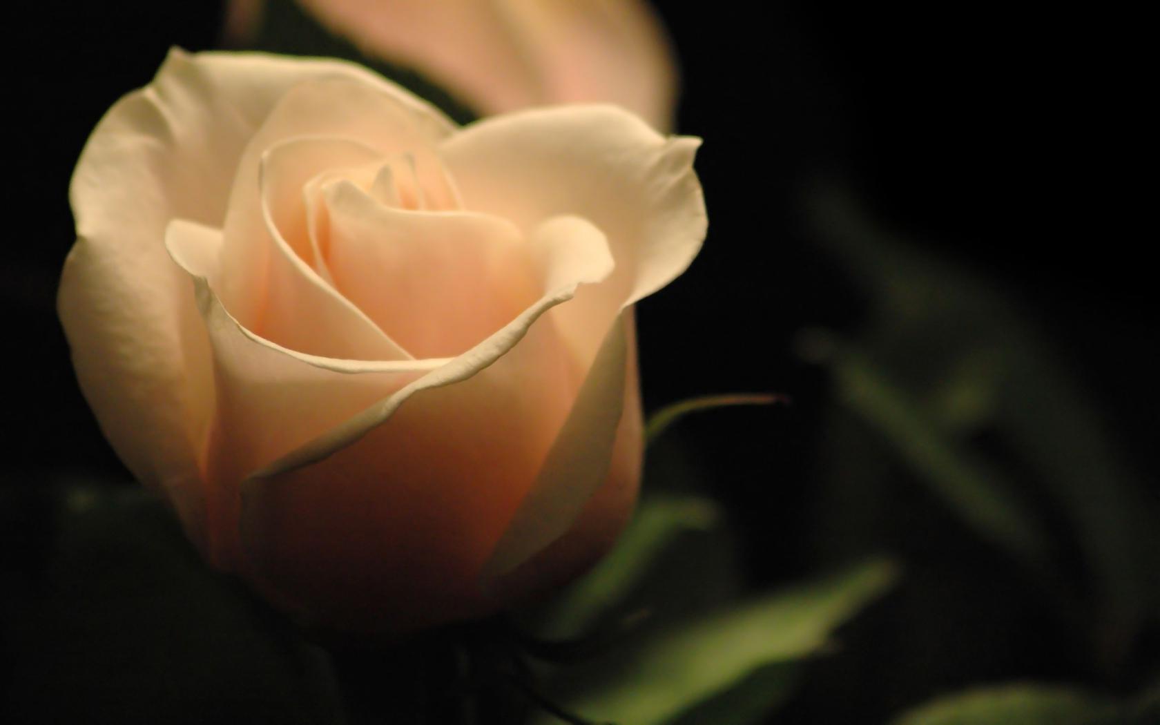 Нежность розы Цветы картинки, обои рабочий стол