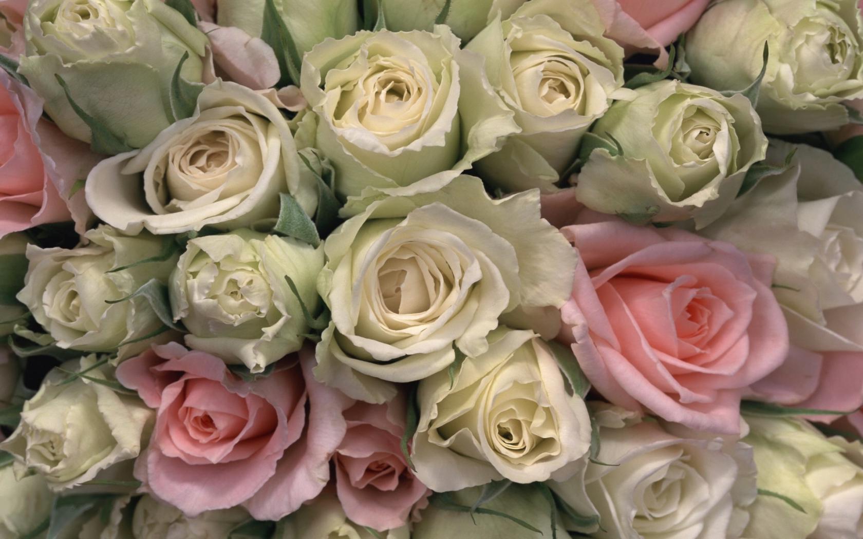 Розы в пастельных тонах Цветы картинки, обои рабочий стол