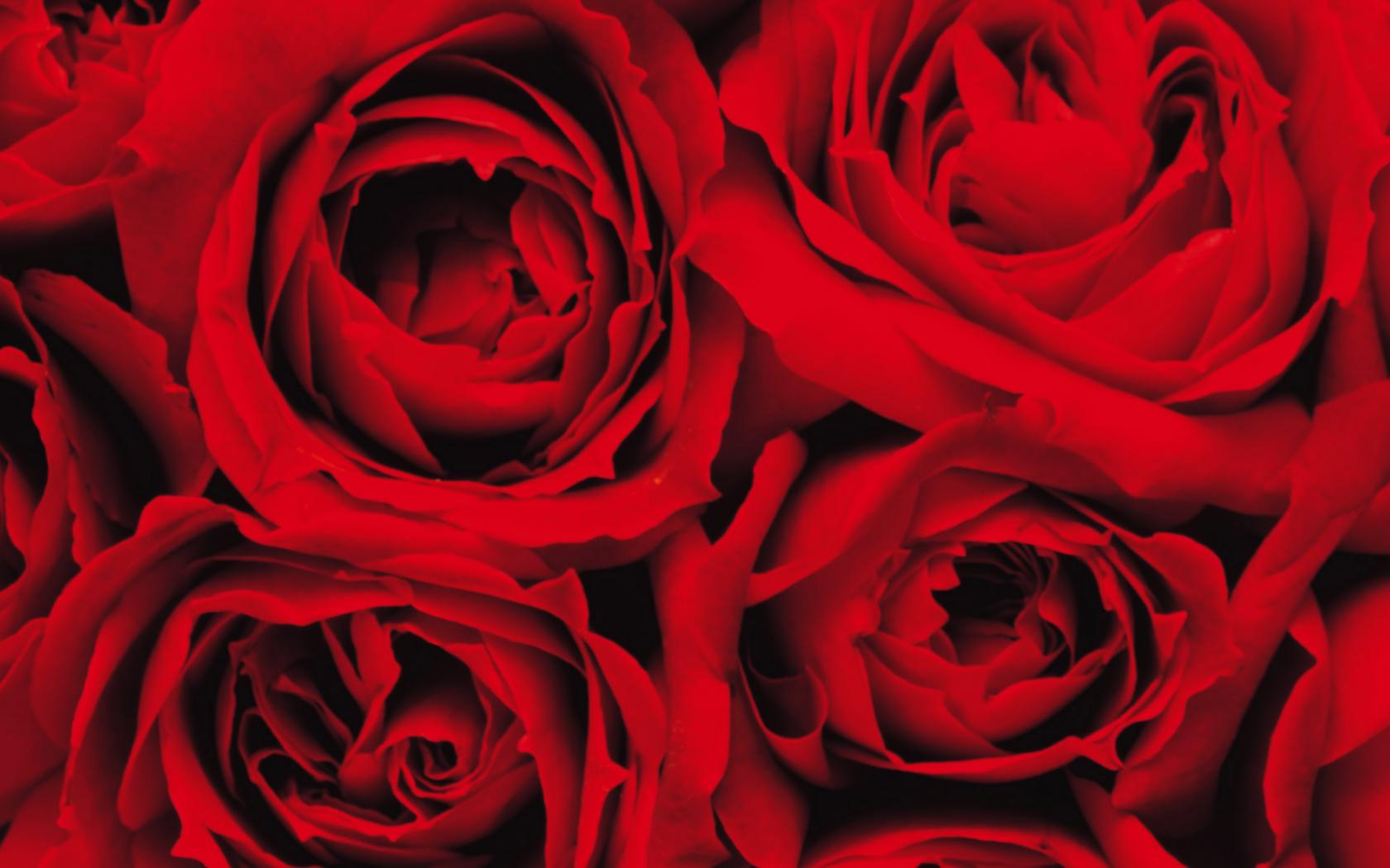 Розы крупным планом Цветы картинки, обои рабочий стол