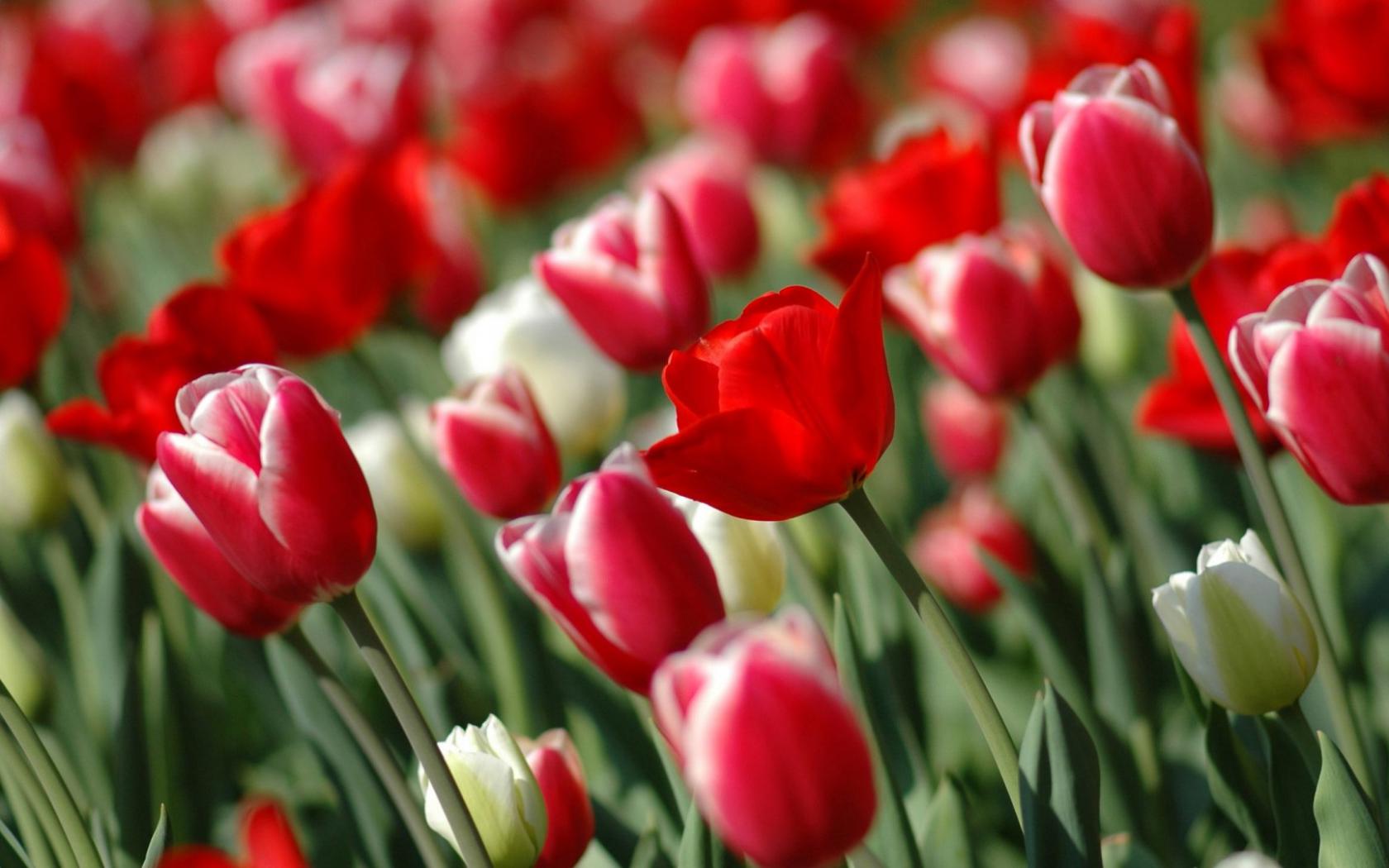 Цветы, красные тюльпаны Цветы картинки, обои рабочий стол