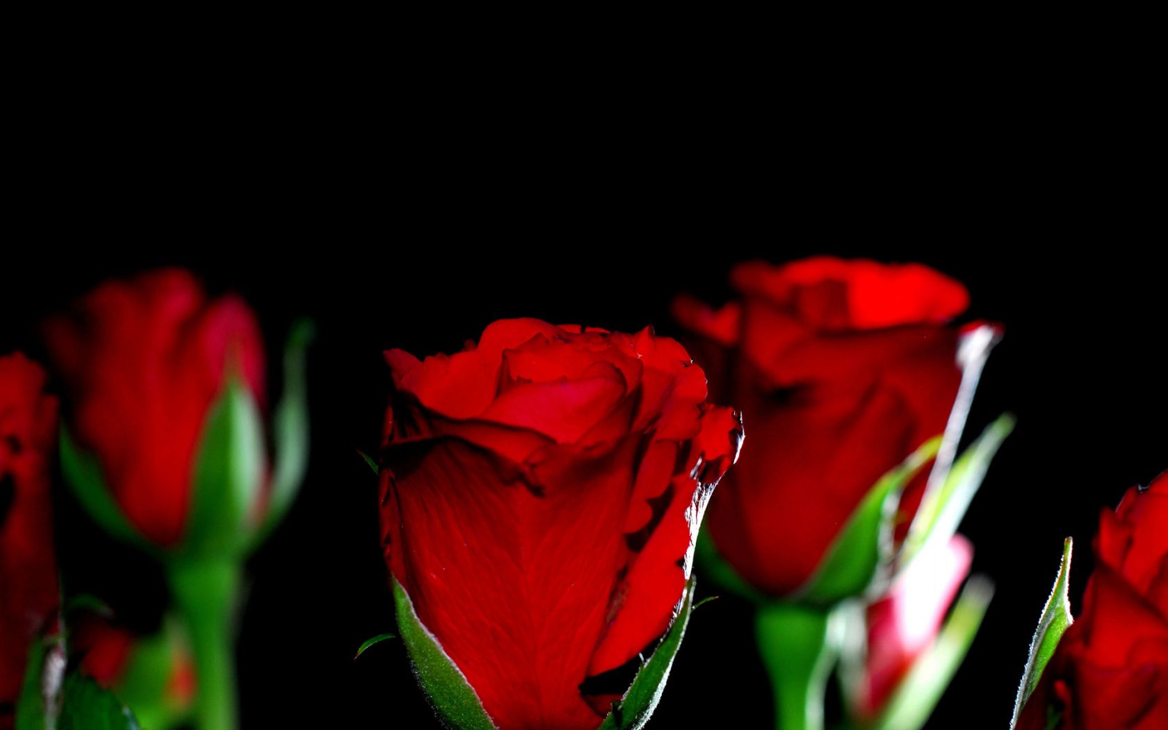 Красные розы Цветы картинки, обои рабочий стол