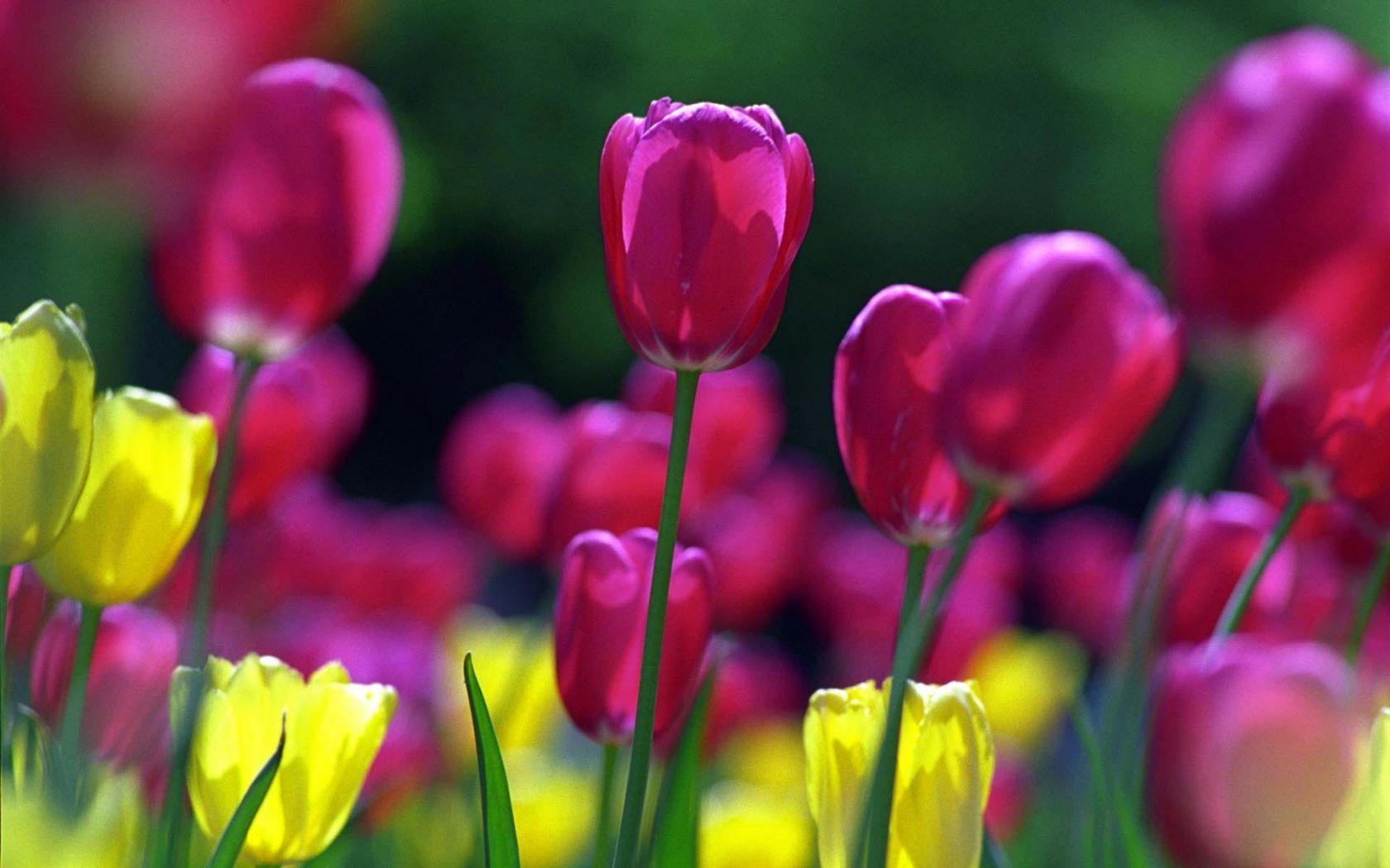 Сортовые тюльпаны Цветы картинки, обои рабочий стол