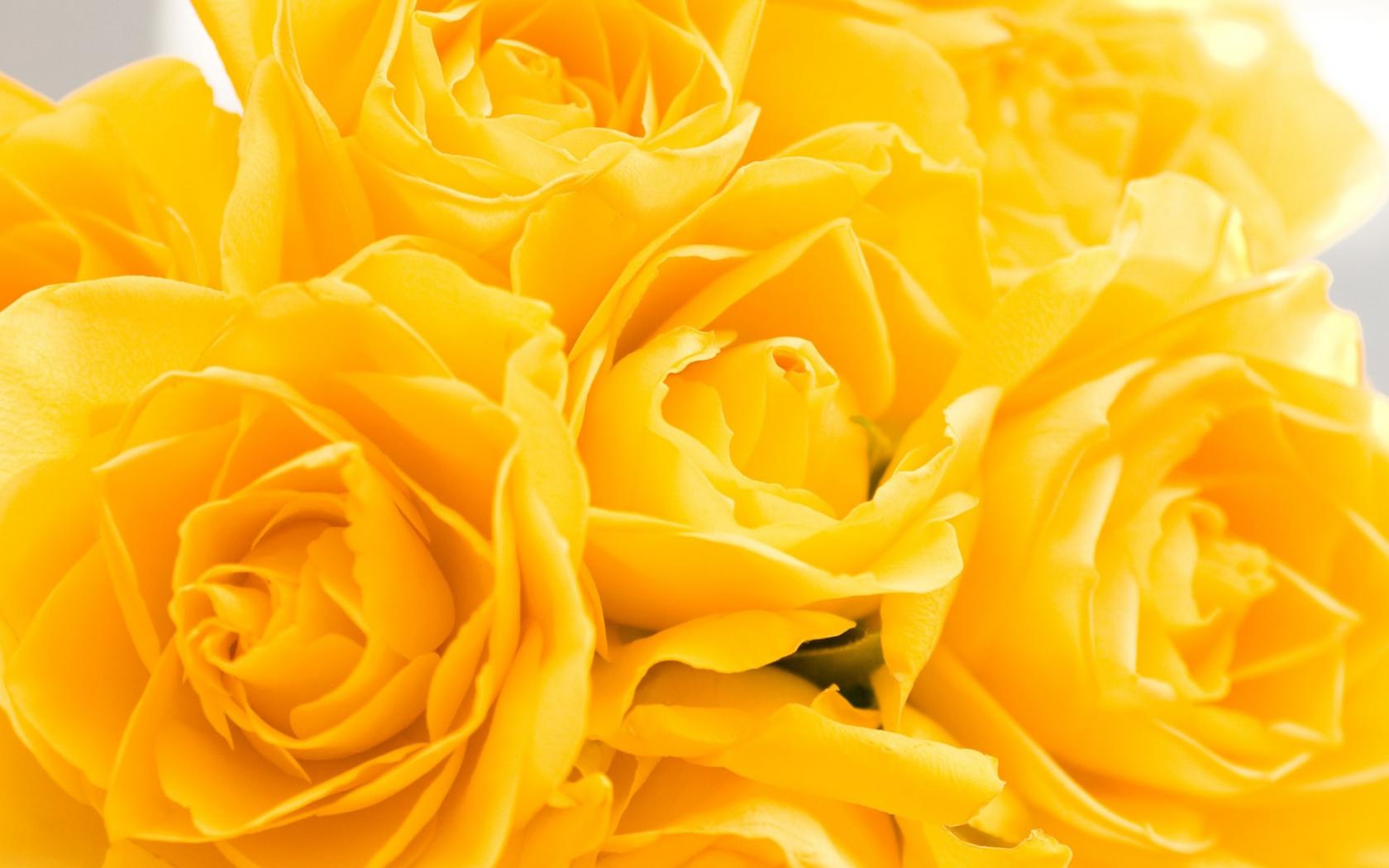 Желтые Розы Цветы картинки, обои рабочий стол