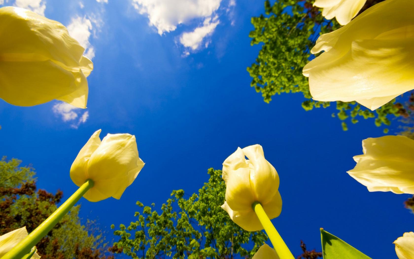 Желтые Тюльпаны Цветы картинки, обои рабочий стол