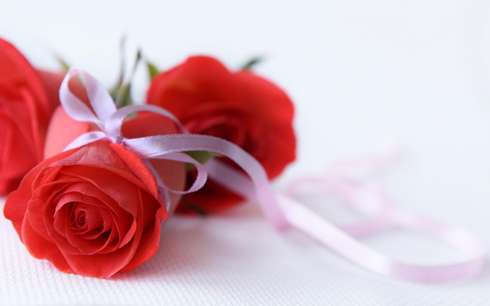 Подарочные розы Цветы картинки, обои рабочий стол