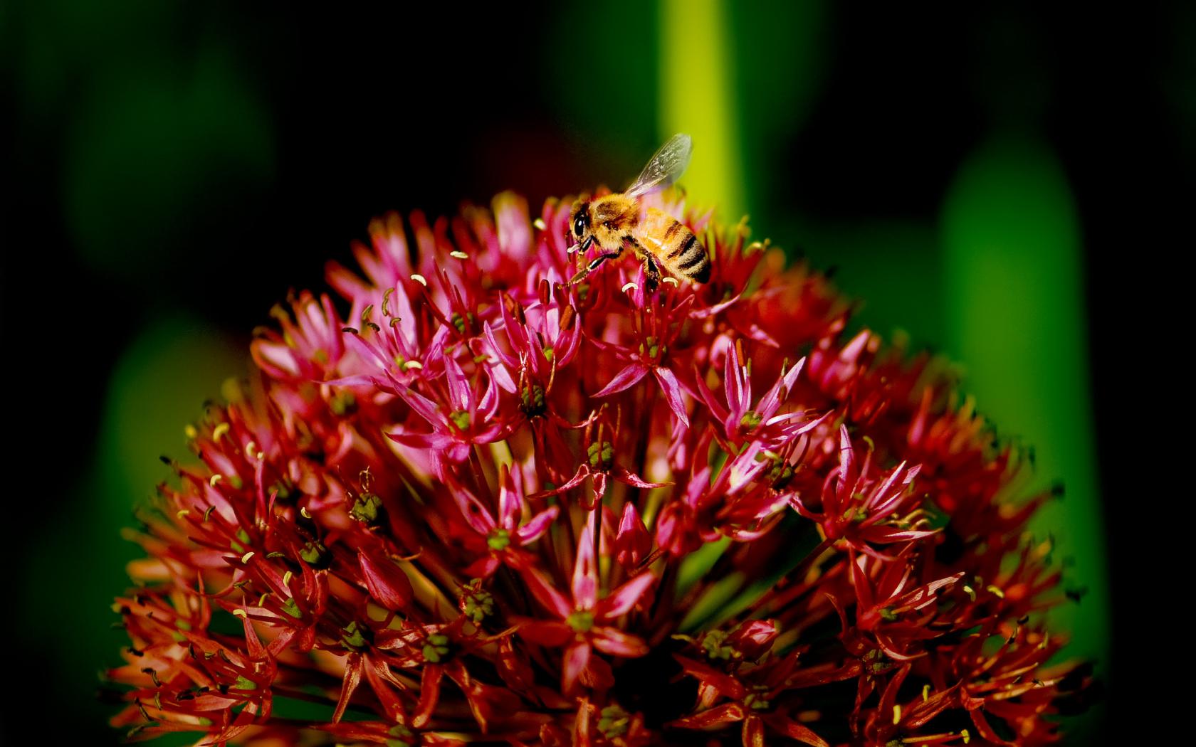 Пчела, цветок Цветы картинки, обои рабочий стол