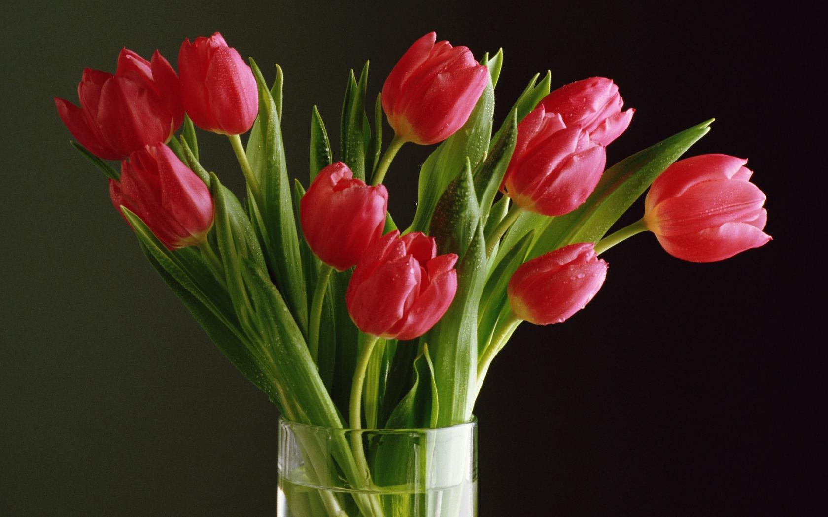 Тюльпаны, растения Цветы картинки, обои рабочий стол