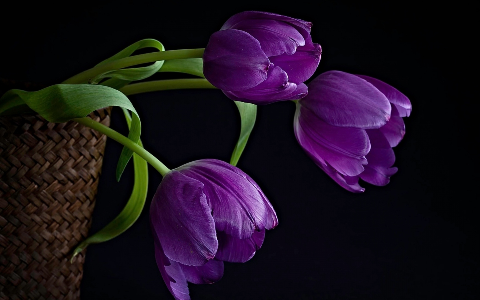 Фиолетовые тюльпаны Цветы картинки, обои рабочий стол