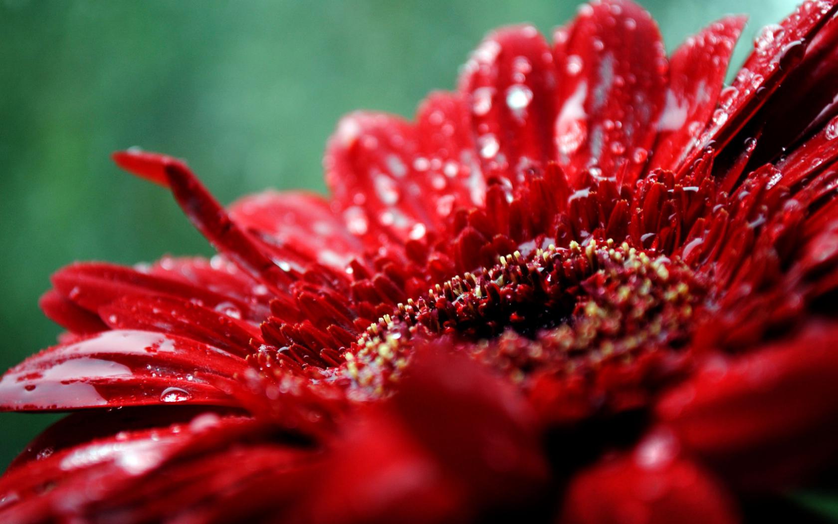 Макро, цветок, лепестки, красный, капли, растение Цветы картинки, обои рабочий стол