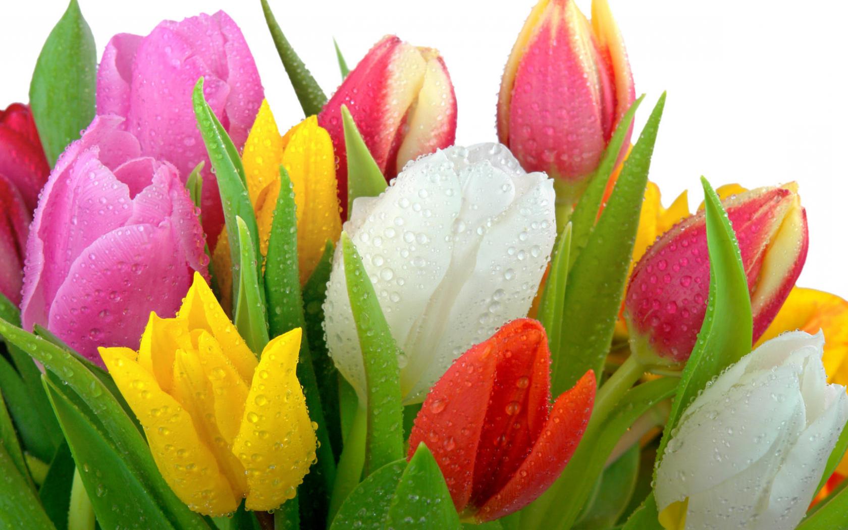 Свежесрезанные тюльпаны Цветы картинки, обои рабочий стол