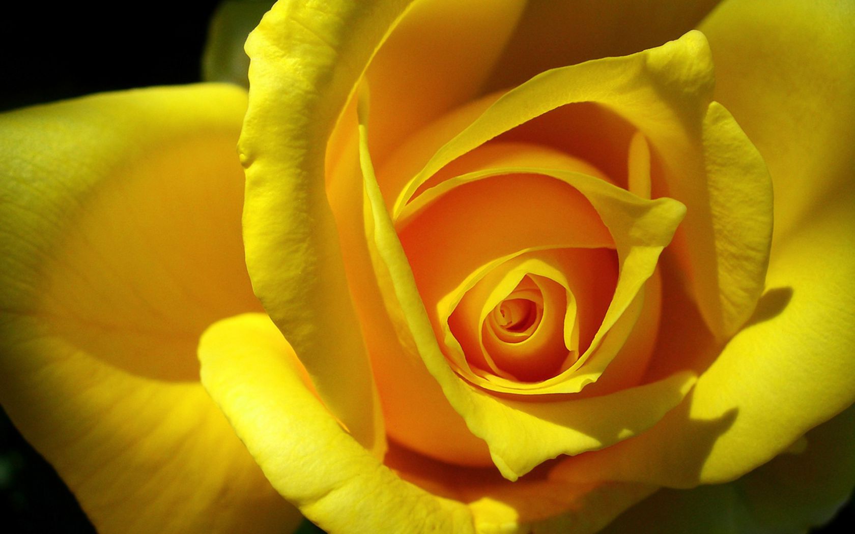 Жёлтая роза Цветы картинки, обои рабочий стол