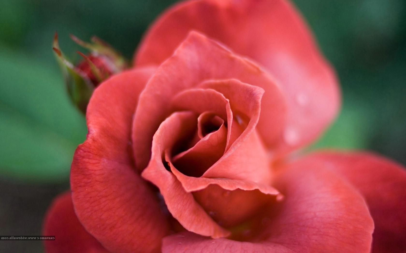 Роза, цветок Цветы картинки, обои рабочий стол