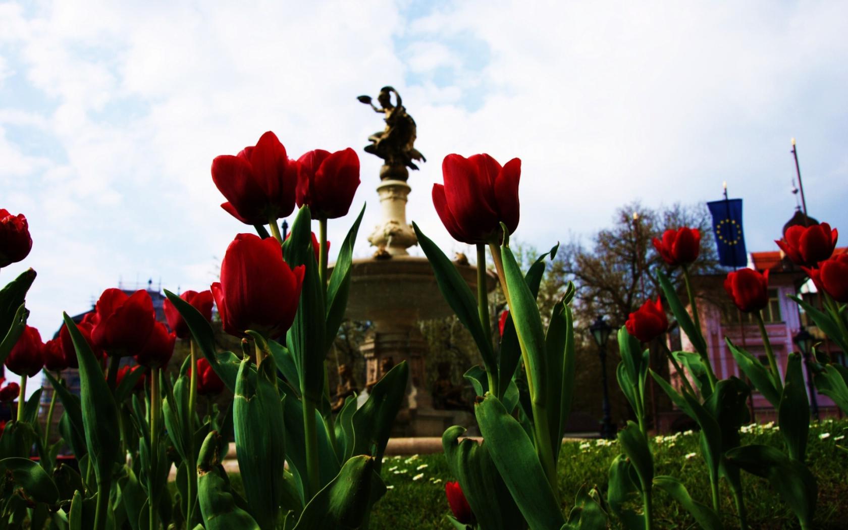 Тюльпаны у памятника Цветы картинки, обои рабочий стол