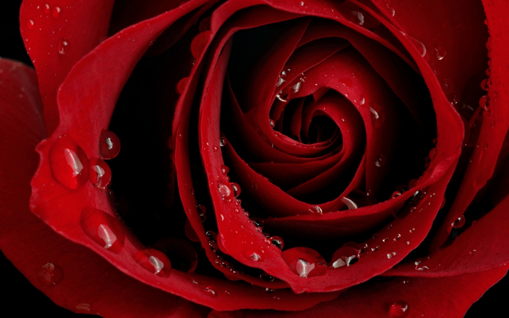 Красная роза макро Цветы картинки, обои рабочий стол